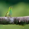 Kvetomil cernohlavy - Chlorophanes spiza - Green Honeycreeper o4669